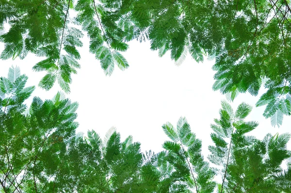 緑の葉に隔離されたホワイト — ストック写真
