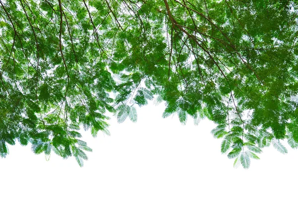 緑の葉に隔離されたホワイト — ストック写真