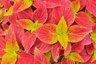 coleus arkaplanı
