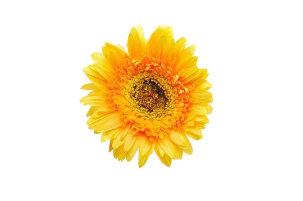 Gerbera kwiat — Zdjęcie stockowe