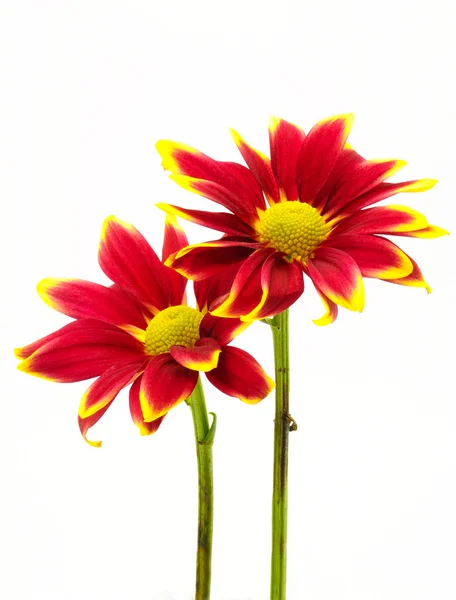 Beyaz izole kırmızı krizantem çiçeği — Stok fotoğraf
