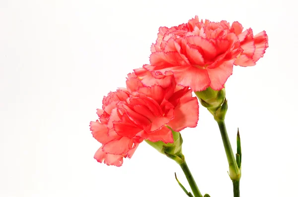 Cravo rosa isolado em branco — Fotografia de Stock