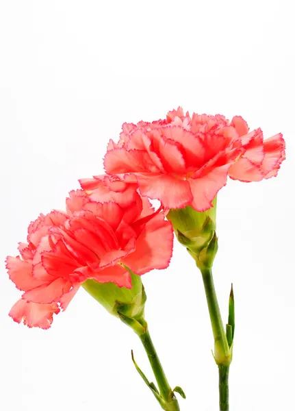 Pink Carnation Isolated on white — Stock Photo, Image