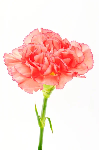 粉红康乃馨在白色上隔离 — 图库照片