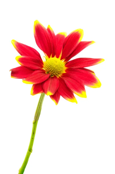 白で隔離される赤菊の花 — ストック写真
