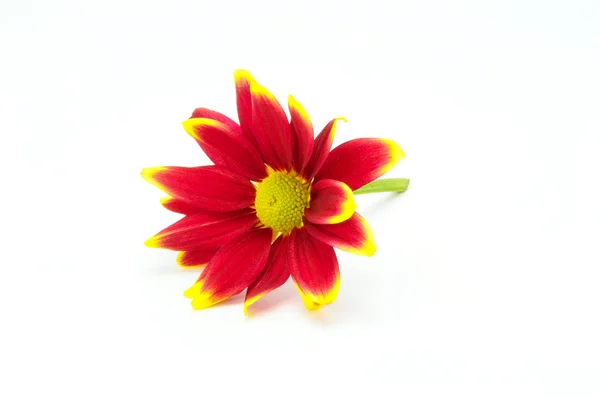 白で隔離される赤菊の花 — ストック写真