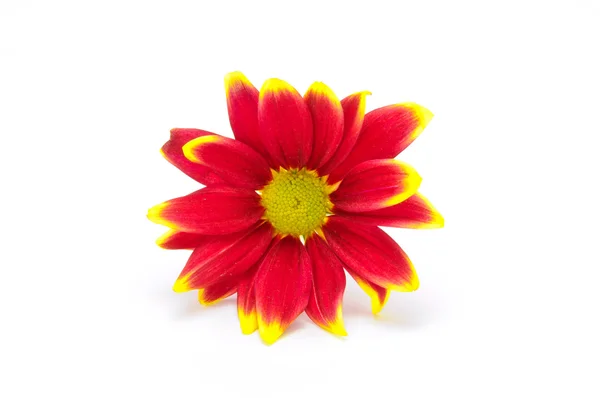 Flor crisântemo vermelho isolado em branco — Fotografia de Stock