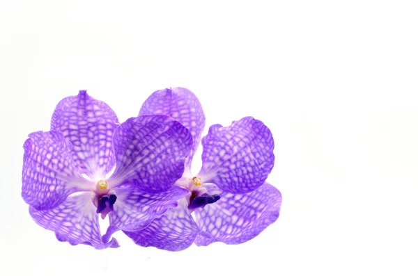 Violette Orchidee isoliert auf weiß — Stockfoto