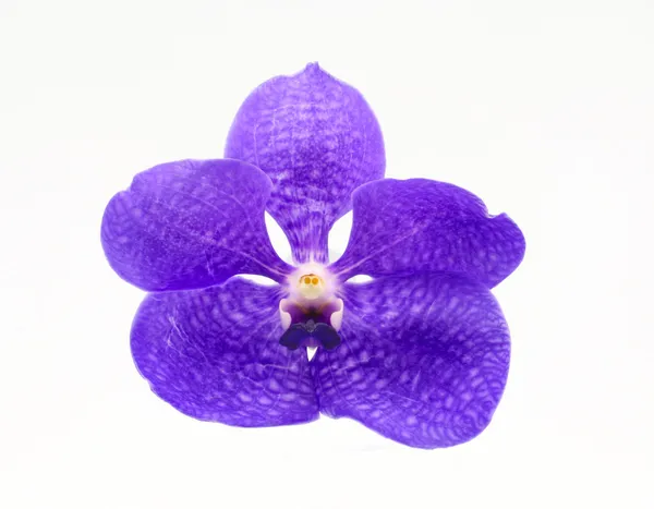 孤立在白色的紫兰花 — 图库照片