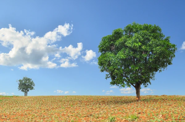 Árvores grandes e pequenas no campo com céu azul — Fotografia de Stock