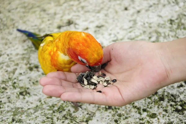 Tourist feeding bird — Zdjęcie stockowe