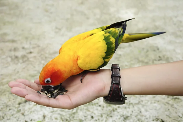 Tourist feeding bird — Zdjęcie stockowe