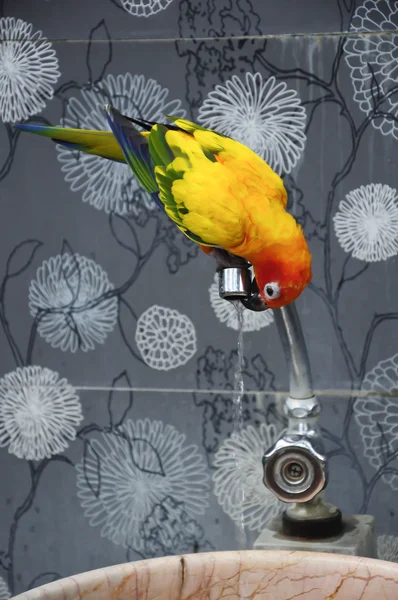 Kolorowe papugi pić wody — Zdjęcie stockowe