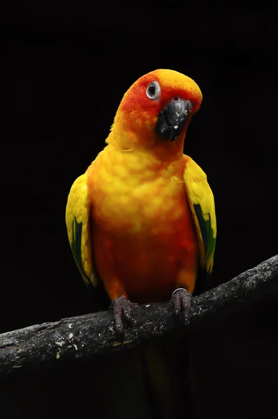 Kleurrijke papegaai op zwarte achtergrond — Stockfoto