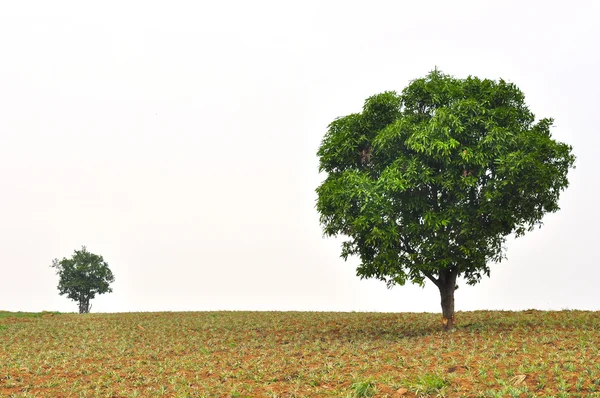 Małe i duże drzewa z nowy liść stałego wzrostu w polu ananas Zdjęcie Stockowe
