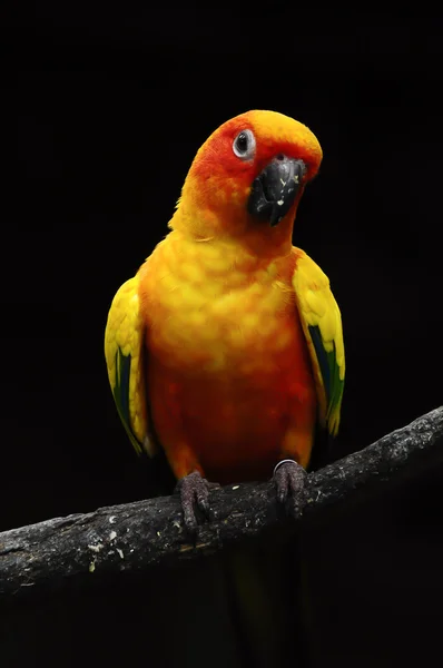 Kolorowe papugi na czarnym tle Obraz Stockowy