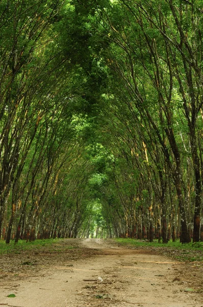 Un camino en el bosque verde — Foto de Stock