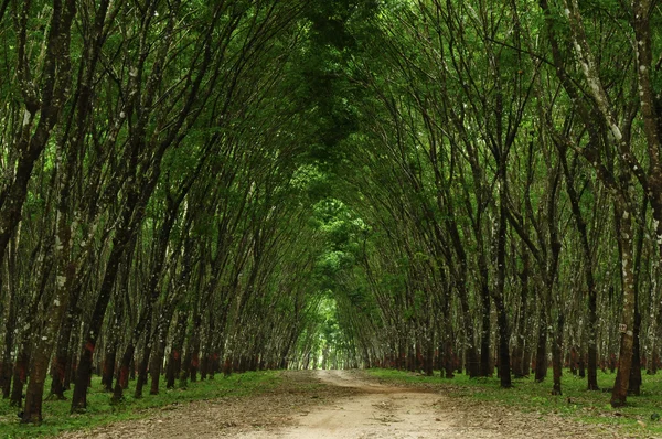 Ścieżka w zielonym lesie Obrazy Stockowe bez tantiem