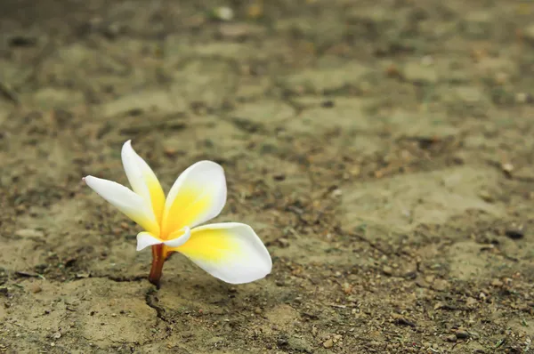 Blume in getrocknetem rissigen Boden — Stockfoto