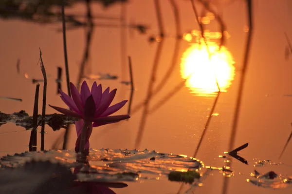 Pink lotus with sunrise — Stock Photo, Image