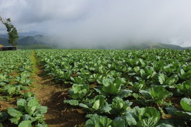 lahana alanının yolu