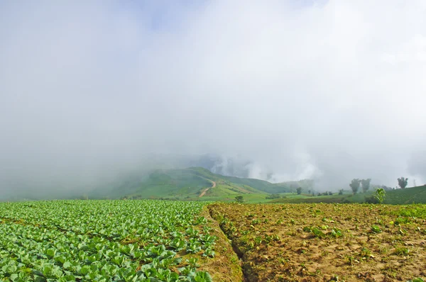 Cabbage field to the mountain — Stock Photo, Image
