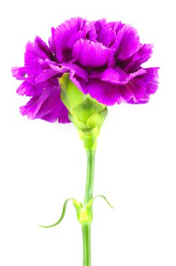 beyaz izole mor karanfil