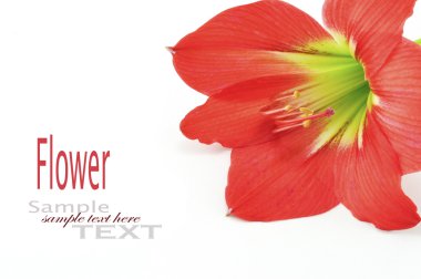 beyaz zemin üzerine yıldız lily izole nergis zambağı hippeastrum