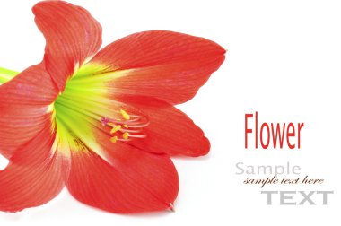 beyaz zemin üzerine yıldız lily izole nergis zambağı hippeastrum