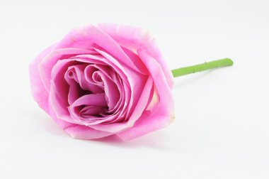 Pembe gül beyaz üzerine izole