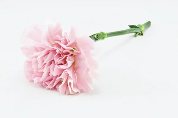 Clavel rosa aislado en blanco — Foto de Stock