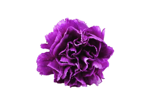 白で隔離される紫色のカーネーション — ストック写真