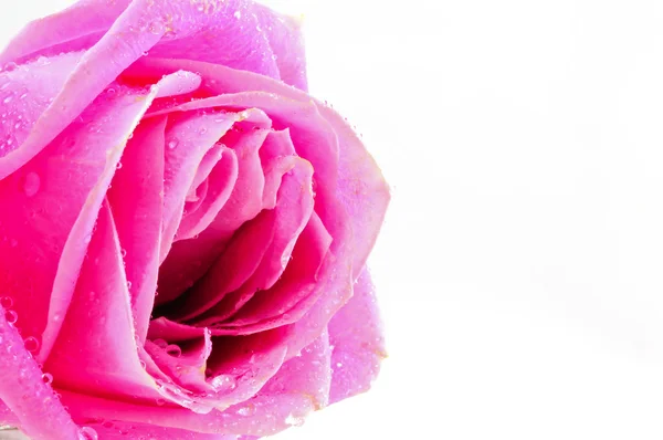 Pink rose Isolated on white — Stock Photo, Image
