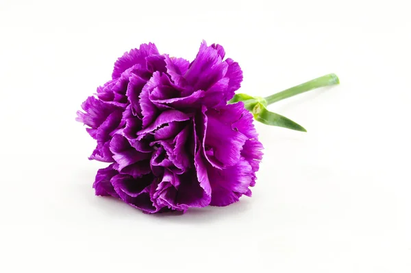 Purple Carnation Isolated on white — Stock Photo, Image