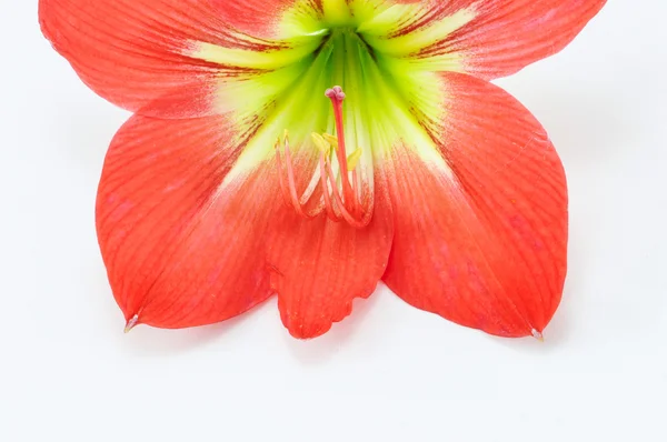 Amaryllis Hippeastrum Aislado sobre fondo blanco, Star Lily — Foto de Stock