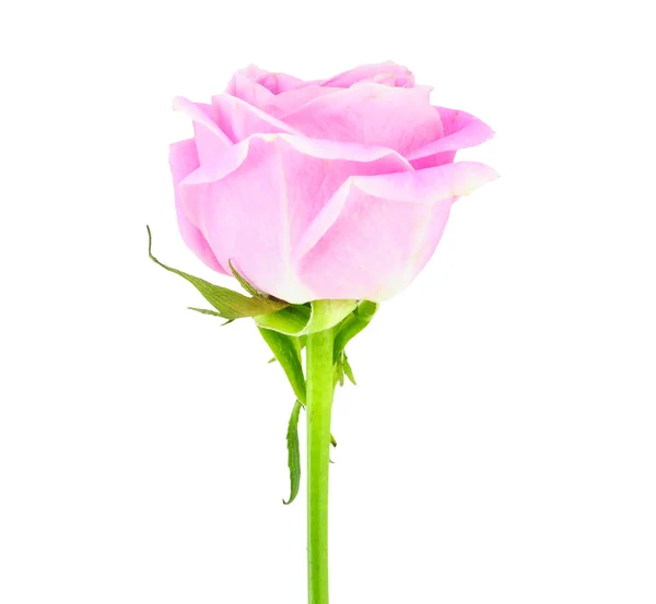 Pink rose Isolated on white — Stock Photo, Image