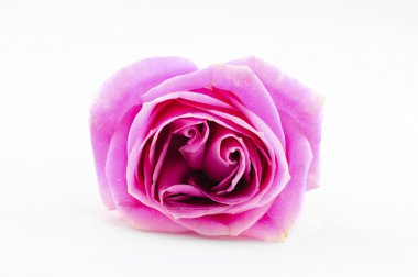 Pembe gül beyaz üzerine izole
