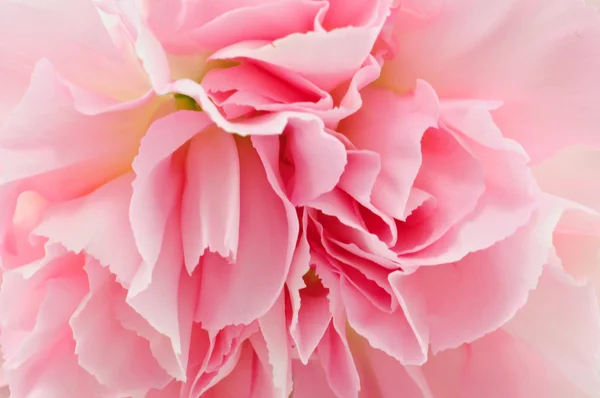 Różowy goździk izolowany na białym — Zdjęcie stockowe
