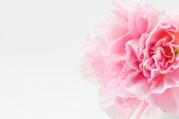 Розовая гвоздика изолирована на белом — стоковое фото