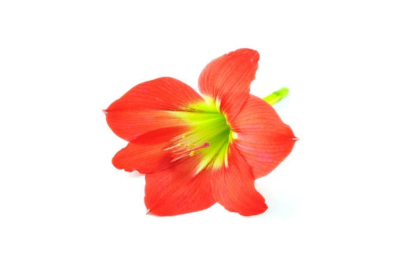 Amaryllis Hippeastrum Isolado sobre fundo branco, Star Lily — Fotografia de Stock