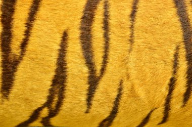 güzel kaplan doku kürk