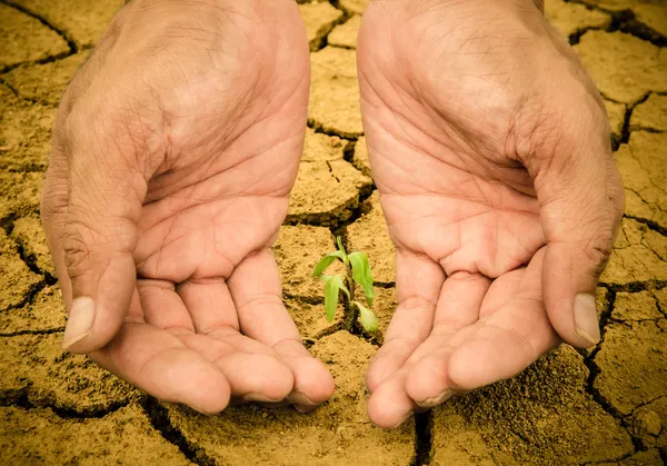 Menschenhände halten junge grüne Pflanze im Boden — Stockfoto
