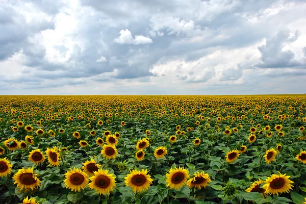 Solrosor under molnig himmel — Stockfoto