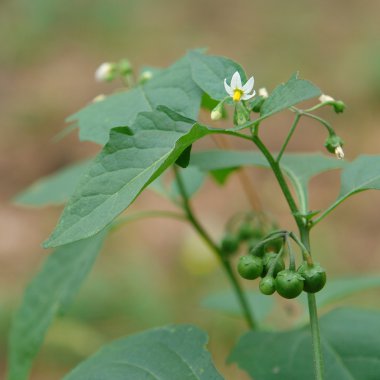solanum nigrum olgunlaşmamış meyveler ve çiçekler