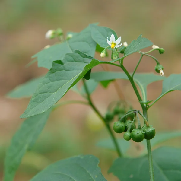 Kwiaty i niedojrzałe owoce solanum nigrum — Zdjęcie stockowe