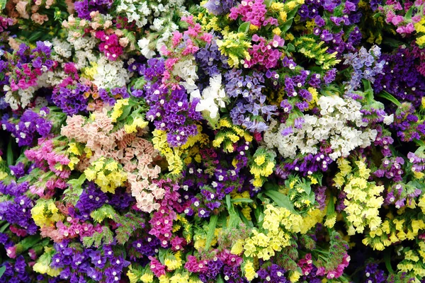 다채로운 꽃 — 스톡 사진