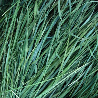 arka plan olarak kurutulmuş sweetgrass