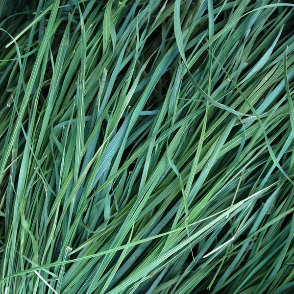 Szárított sweetgrass háttereként — Stock Fotó
