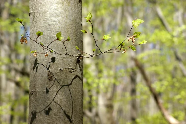 Beech gren under våren — Stockfoto