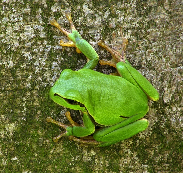 Lövgroda hyla arborea — Stockfoto